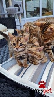 Ράτσα: Σιβηρίας | Ηλικία: 3 μηνών | Φύλο: Αρσενικό | Αρ. Microchip: 978101082345691 | Ιδιώτης | Pedigree | Περιοχή: Αθήνα, Αττική